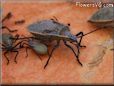 large squash bug pictures