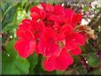 red geranium flower