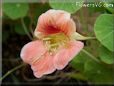 pink nasturtium flower