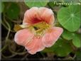 pink nasturtium flower