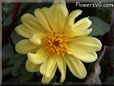 yellow dahlia flower
