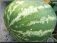 medium watermelon pictures