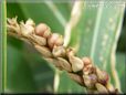 corn kernals growing on tassles