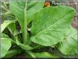 spinach plant pictures