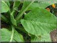 spinach mustard plant leaves