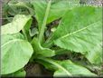 spinach mustard plant leaves