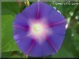 blue purple morning glory flower