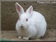 large white bunny rabbit