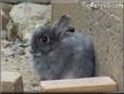 gray bunny rabbit