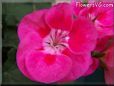 pink white geranium flower