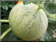 Medium cantaloupe melon pictures