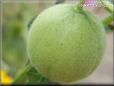 small honeydew melon