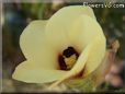 okra blossom flower