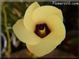 okra flower