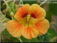 nasturtium orange flower