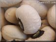 cow pea seeds pictures