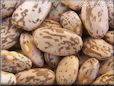 brown bean seeds