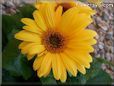 yellow gerbera daisy flower