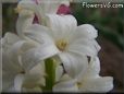 white hyacinth flower