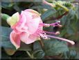 pink fuchsia flower