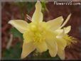 yellow columbine flower