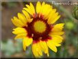 yellow red blanketflower