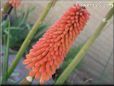red kniphofia flower