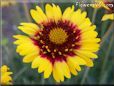 yellow red blanket flower