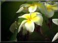 yellow white plumeria flower