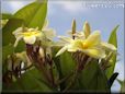 tropical plumeria flower