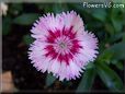 pink dianthus flower