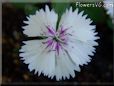 white dianthus flower