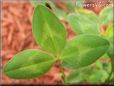 clover leaf