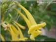 yellow bells trumpet flower