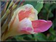 pink white canna flower