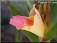 pink white canna flower