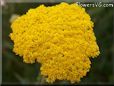 yellow yarrow flower