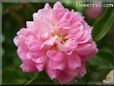 pink peony pictures
