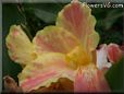 pink yellow white canna pictures
