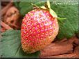 pink strawberry pictures