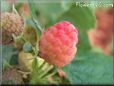 pink raspberry fruit