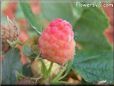 pink raspberry fruit