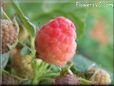 raspberry berry pictures