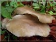 large flat brown mushroom
