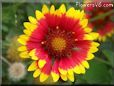 bright red blanketflower pictures