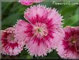 pink dianthus picture