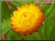 yellow strawflower flower