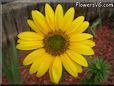 sunflower head flower