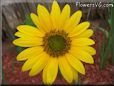 sunflower head flower