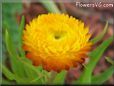 yellow strawflower flower